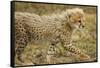 Cheetah Cub, Ngorongoro Conservation Area, Tanzania-Paul Souders-Framed Stretched Canvas