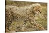 Cheetah Cub, Ngorongoro Conservation Area, Tanzania-Paul Souders-Stretched Canvas
