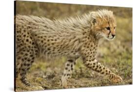 Cheetah Cub, Ngorongoro Conservation Area, Tanzania-Paul Souders-Stretched Canvas