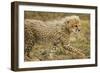 Cheetah Cub, Ngorongoro Conservation Area, Tanzania-Paul Souders-Framed Photographic Print