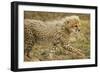 Cheetah Cub, Ngorongoro Conservation Area, Tanzania-Paul Souders-Framed Photographic Print