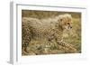 Cheetah Cub, Ngorongoro Conservation Area, Tanzania-Paul Souders-Framed Photographic Print