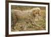 Cheetah Cub, Ngorongoro Conservation Area, Tanzania-Paul Souders-Framed Photographic Print