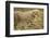 Cheetah Cub, Ngorongoro Conservation Area, Tanzania-Paul Souders-Framed Photographic Print