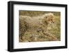 Cheetah Cub, Ngorongoro Conservation Area, Tanzania-Paul Souders-Framed Photographic Print