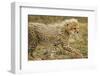 Cheetah Cub, Ngorongoro Conservation Area, Tanzania-Paul Souders-Framed Photographic Print