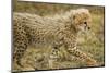Cheetah Cub, Ngorongoro Conservation Area, Tanzania-Paul Souders-Mounted Photographic Print