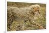 Cheetah Cub, Ngorongoro Conservation Area, Tanzania-Paul Souders-Framed Photographic Print