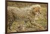 Cheetah Cub, Ngorongoro Conservation Area, Tanzania-Paul Souders-Framed Photographic Print