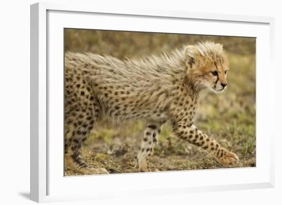 Cheetah Cub, Ngorongoro Conservation Area, Tanzania-Paul Souders-Framed Photographic Print