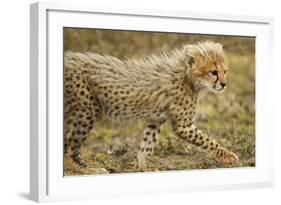 Cheetah Cub, Ngorongoro Conservation Area, Tanzania-Paul Souders-Framed Photographic Print