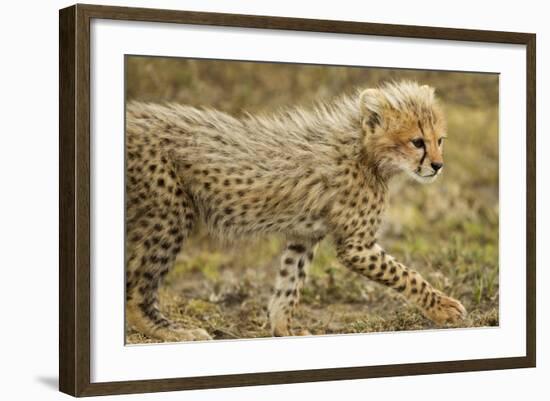 Cheetah Cub, Ngorongoro Conservation Area, Tanzania-Paul Souders-Framed Photographic Print