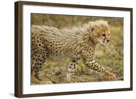 Cheetah Cub, Ngorongoro Conservation Area, Tanzania-Paul Souders-Framed Photographic Print