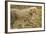 Cheetah Cub, Ngorongoro Conservation Area, Tanzania-Paul Souders-Framed Photographic Print