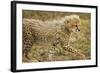 Cheetah Cub, Ngorongoro Conservation Area, Tanzania-Paul Souders-Framed Photographic Print