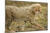 Cheetah Cub, Ngorongoro Conservation Area, Tanzania-Paul Souders-Mounted Photographic Print