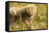Cheetah Cub Playing in the Grass in the Masai Mara-Joe McDonald-Framed Stretched Canvas