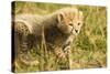 Cheetah Cub Playing in the Grass in the Masai Mara-Joe McDonald-Stretched Canvas