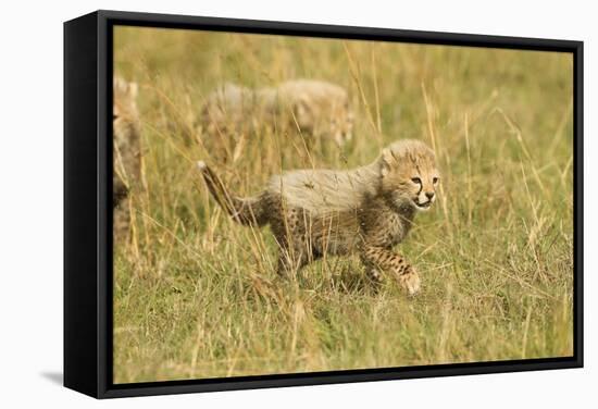 Cheetah Cub Playing in the Grass in the Masai Mara-Joe McDonald-Framed Stretched Canvas