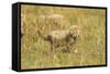 Cheetah Cub Playing in the Grass in the Masai Mara-Joe McDonald-Framed Stretched Canvas