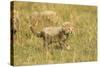 Cheetah Cub Playing in the Grass in the Masai Mara-Joe McDonald-Stretched Canvas