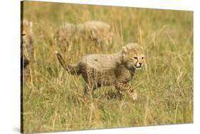 Cheetah Cub Playing in the Grass in the Masai Mara-Joe McDonald-Stretched Canvas