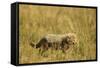 Cheetah Cub Playing in the Grass in the Masai Mara-Joe McDonald-Framed Stretched Canvas