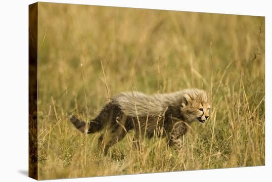 Cheetah Cub Playing in the Grass in the Masai Mara-Joe McDonald-Stretched Canvas