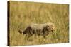 Cheetah Cub Playing in the Grass in the Masai Mara-Joe McDonald-Stretched Canvas