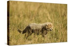 Cheetah Cub Playing in the Grass in the Masai Mara-Joe McDonald-Stretched Canvas