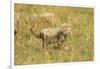 Cheetah Cub Playing in the Grass in the Masai Mara-Joe McDonald-Framed Photographic Print