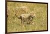 Cheetah Cub Playing in the Grass in the Masai Mara-Joe McDonald-Framed Photographic Print