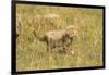 Cheetah Cub Playing in the Grass in the Masai Mara-Joe McDonald-Framed Photographic Print