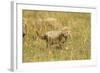 Cheetah Cub Playing in the Grass in the Masai Mara-Joe McDonald-Framed Photographic Print