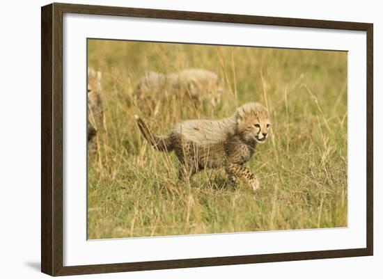 Cheetah Cub Playing in the Grass in the Masai Mara-Joe McDonald-Framed Photographic Print