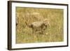 Cheetah Cub Playing in the Grass in the Masai Mara-Joe McDonald-Framed Photographic Print