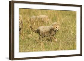 Cheetah Cub Playing in the Grass in the Masai Mara-Joe McDonald-Framed Photographic Print