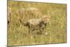 Cheetah Cub Playing in the Grass in the Masai Mara-Joe McDonald-Mounted Photographic Print