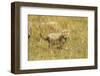 Cheetah Cub Playing in the Grass in the Masai Mara-Joe McDonald-Framed Photographic Print