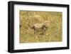 Cheetah Cub Playing in the Grass in the Masai Mara-Joe McDonald-Framed Photographic Print