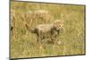 Cheetah Cub Playing in the Grass in the Masai Mara-Joe McDonald-Mounted Photographic Print