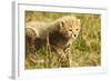 Cheetah Cub Playing in the Grass in the Masai Mara-Joe McDonald-Framed Photographic Print