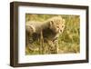 Cheetah Cub Playing in the Grass in the Masai Mara-Joe McDonald-Framed Photographic Print