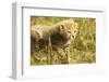 Cheetah Cub Playing in the Grass in the Masai Mara-Joe McDonald-Framed Photographic Print