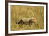 Cheetah Cub Playing in the Grass in the Masai Mara-Joe McDonald-Framed Photographic Print