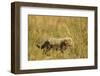 Cheetah Cub Playing in the Grass in the Masai Mara-Joe McDonald-Framed Photographic Print