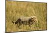 Cheetah Cub Playing in the Grass in the Masai Mara-Joe McDonald-Mounted Photographic Print