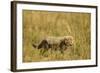 Cheetah Cub Playing in the Grass in the Masai Mara-Joe McDonald-Framed Photographic Print