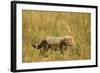 Cheetah Cub Playing in the Grass in the Masai Mara-Joe McDonald-Framed Photographic Print