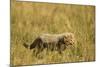 Cheetah Cub Playing in the Grass in the Masai Mara-Joe McDonald-Mounted Photographic Print